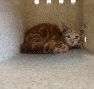 NICLAWS, Baby Male Domestic Short Hair