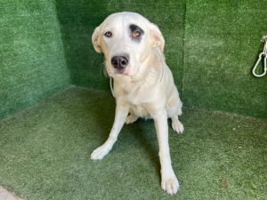 LUNA, Young Female Labrador Retriever