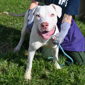 Kilo, Adult Male Mixed Breed
