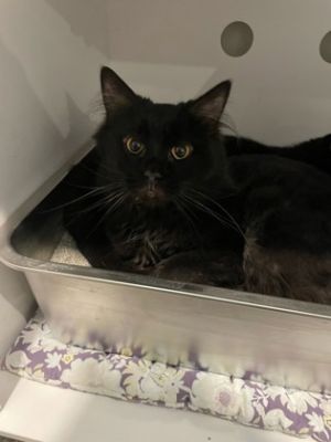 Gus, Young Male Domestic Medium Hair