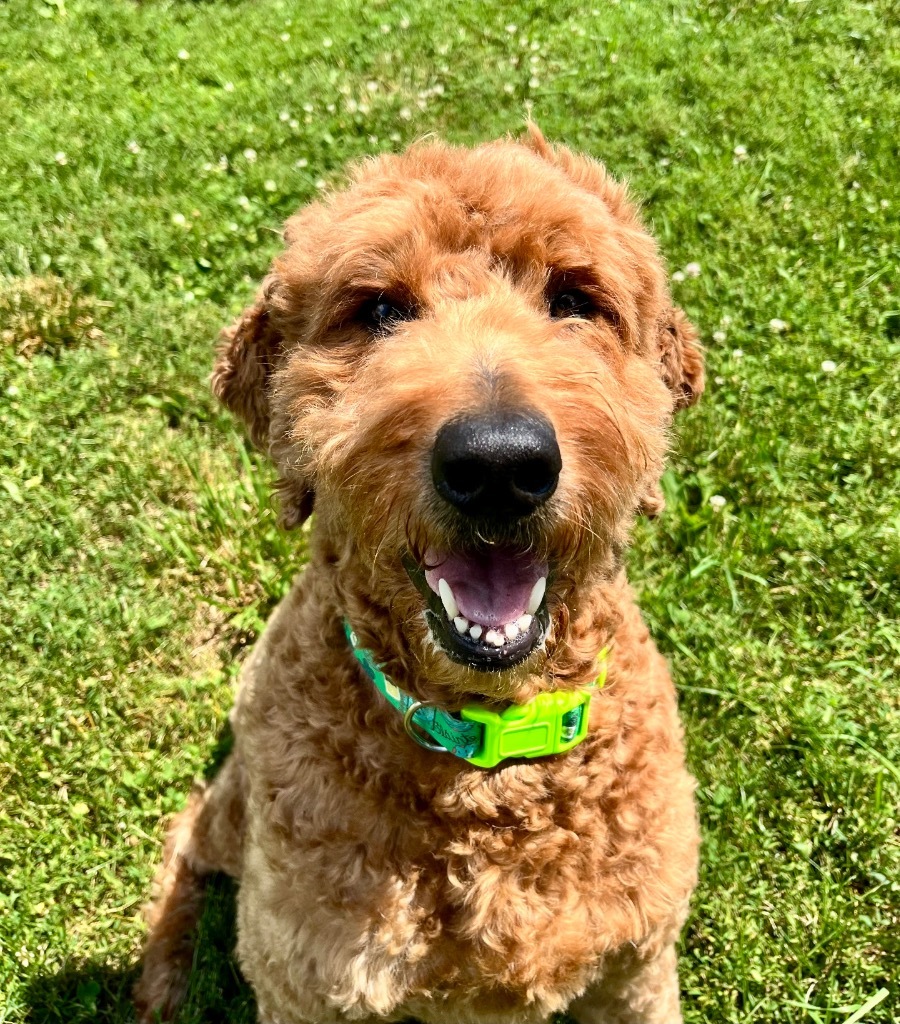 Teddy