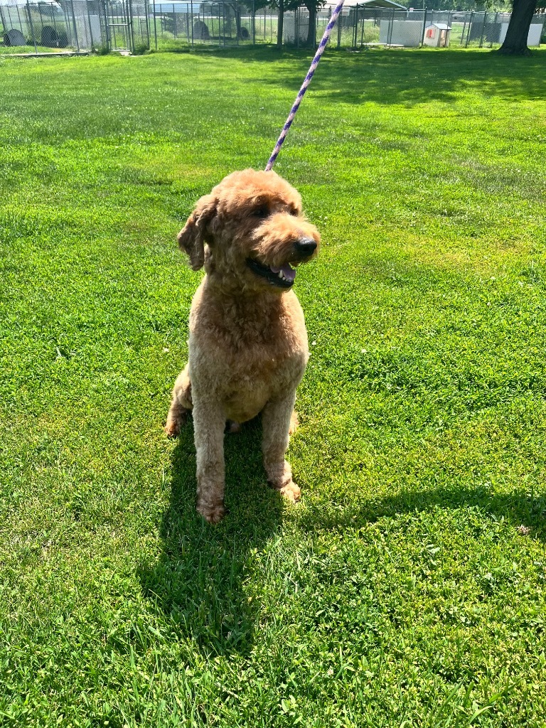 Teddy