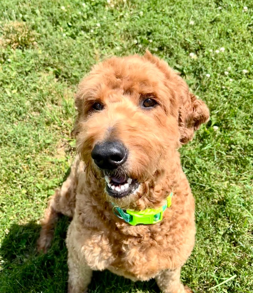 Teddy