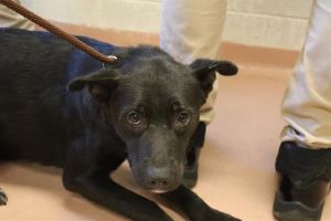KHLOE, Young Female Mixed Breed