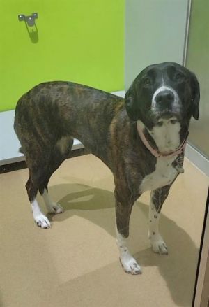 LUCY, Adult Female Plott Hound
