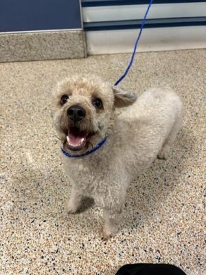 APOLLO Poodle Dog