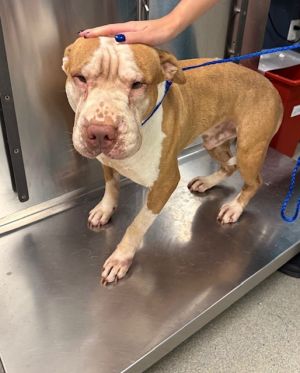 GRAYSON Pit Bull Terrier Dog