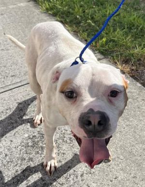 Hi Im Cal A2322637 I just had my first experience playing with both male and female dogsand it