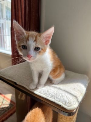 Asiago is a kitten who truly loves life He brings joy and laughter wherever he goes and makes every