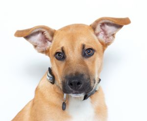 Hi Im Walter Im a 4-month-old male Shepherd pup with the biggest ears and the cutest paws youve
