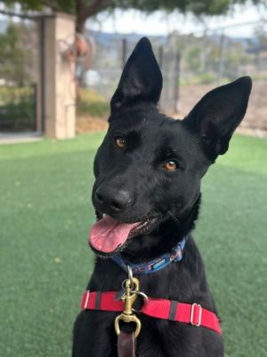 Looking for a dog whos smart fun and ready to be your ultimate adventure buddy Meet me-Mamba I