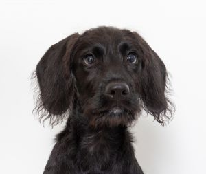 Primary Color Black Secondary Color White Weight 231lbs Age 0yrs 3mths 1wks Animal has been Spa