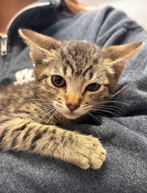 Primary Color Brown Tabby Weight 209lbs Age 0yrs 0mths 10wks Animal has been