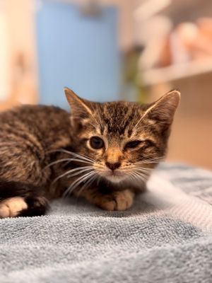 Hi Im Koala I may be tiny-just about two pounds-but Ive got a huge heart and 