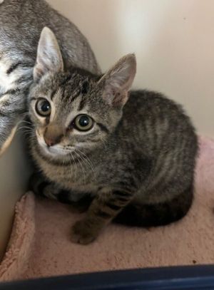The names Peach-and you guessed it Im as sweet as can be Im a 3-month-old f