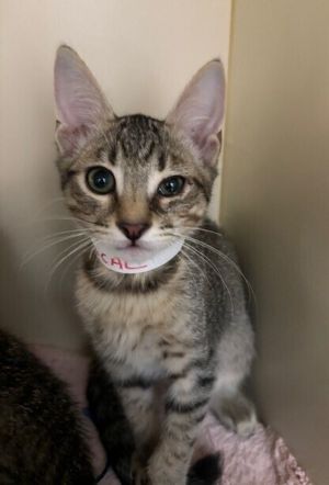Primary Color Grey Tabby Weight 372lbs Age 0yrs 0mths 12wks Animal has been 