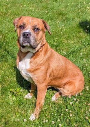 MADDIE, Adult Female Mastiff