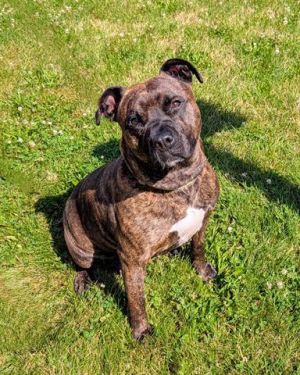 HIPPA, Adult Female Pit Bull Terrier