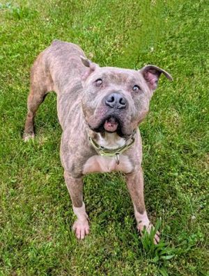 WATERLOO, Adult Male Pit Bull Terrier