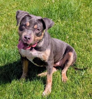 NEBULA, Young Female Staffordshire Bull Terrier