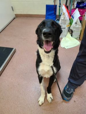 ACE, Adult Male Border Collie