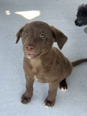 Smores, Baby Female Fox Terrier