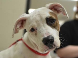 Cheri, Baby Female Pit Bull Terrier