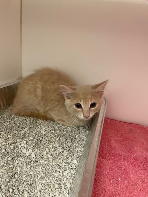 Biscuit, Baby Male Domestic Short Hair