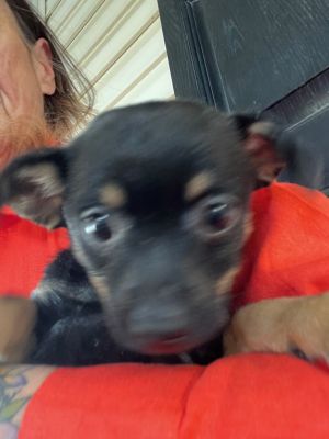 Jasmine, Baby Female Rat Terrier