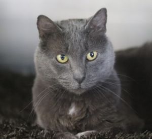 Basil, Young Female Domestic Short Hair
