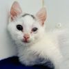 Clawdia von ToeBeans (bonded w/ Sir Winksalot Floo photo 1