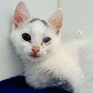 Clawdia von ToeBeans (bonded w/ Sir Winksalot Floo, Baby Female Domestic Short Hair