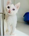 Clawdia von ToeBeans (bonded w/ Sir Winksalot Floo photo 2