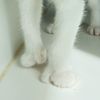 Clawdia von ToeBeans (bonded w/ Sir Winksalot Floo photo 3