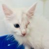 Sir Winksalot Floofington (bonded w/ Clawdia von T photo 1