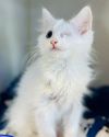 Sir Winksalot Floofington (bonded w/ Clawdia von T photo 2