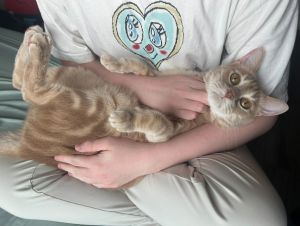Zucchini, Adult Male Domestic Short Hair