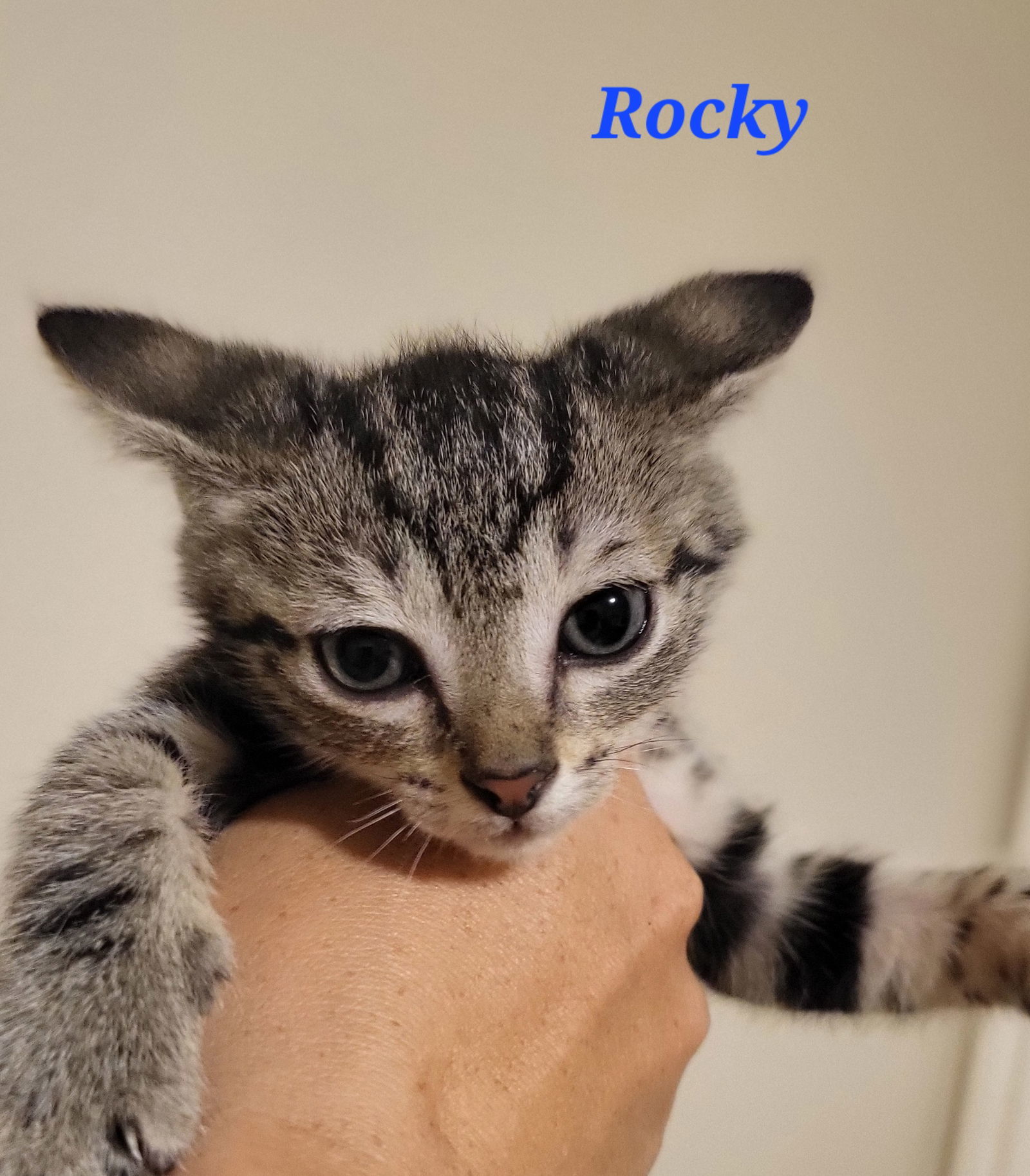 Rocky T