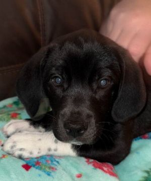 Bashful 4/7, Baby Female Beagle