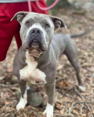 Shake &amp; Bake, Adult Male American Staffordshire Terrier
