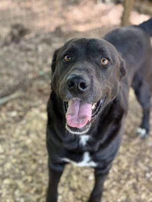 Thompson Sugarlips, Adult Male Labrador Retriever