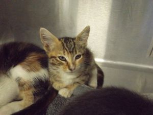 Primary Color Tabby Secondary Color Calico Weight 164lbs Age 0yrs 0mths 7wks Animal has been Sp