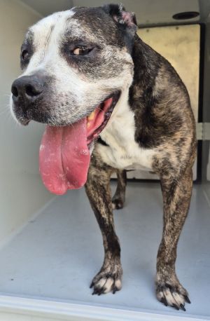 Primary Color Brindle Weight 55lbs Age 7yrs 0mths 0wks