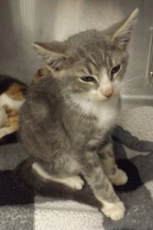 Primary Color Grey Tabby Weight 18lbs Age 0yrs 0mths 8wks Animal has been Neutered