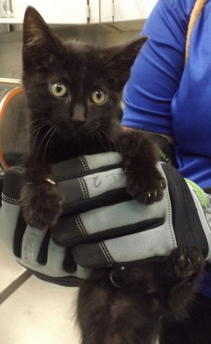 Primary Color Black Weight 186lbs Age 0yrs 0mths 8wks Animal has been Neutered