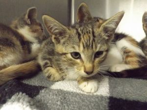 Primary Color Tabby Secondary Color Calico Weight 15lbs Age 0yrs 0mths 7wks Animal has been Spa
