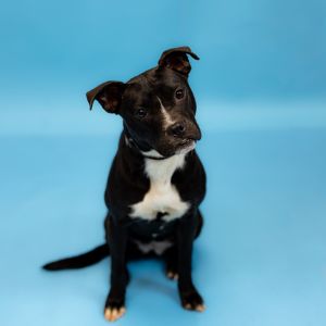 Pen 160 Honey Bear Pit Bull Terrier Dog