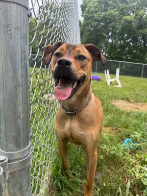 Brutus, Young Male Mixed Breed