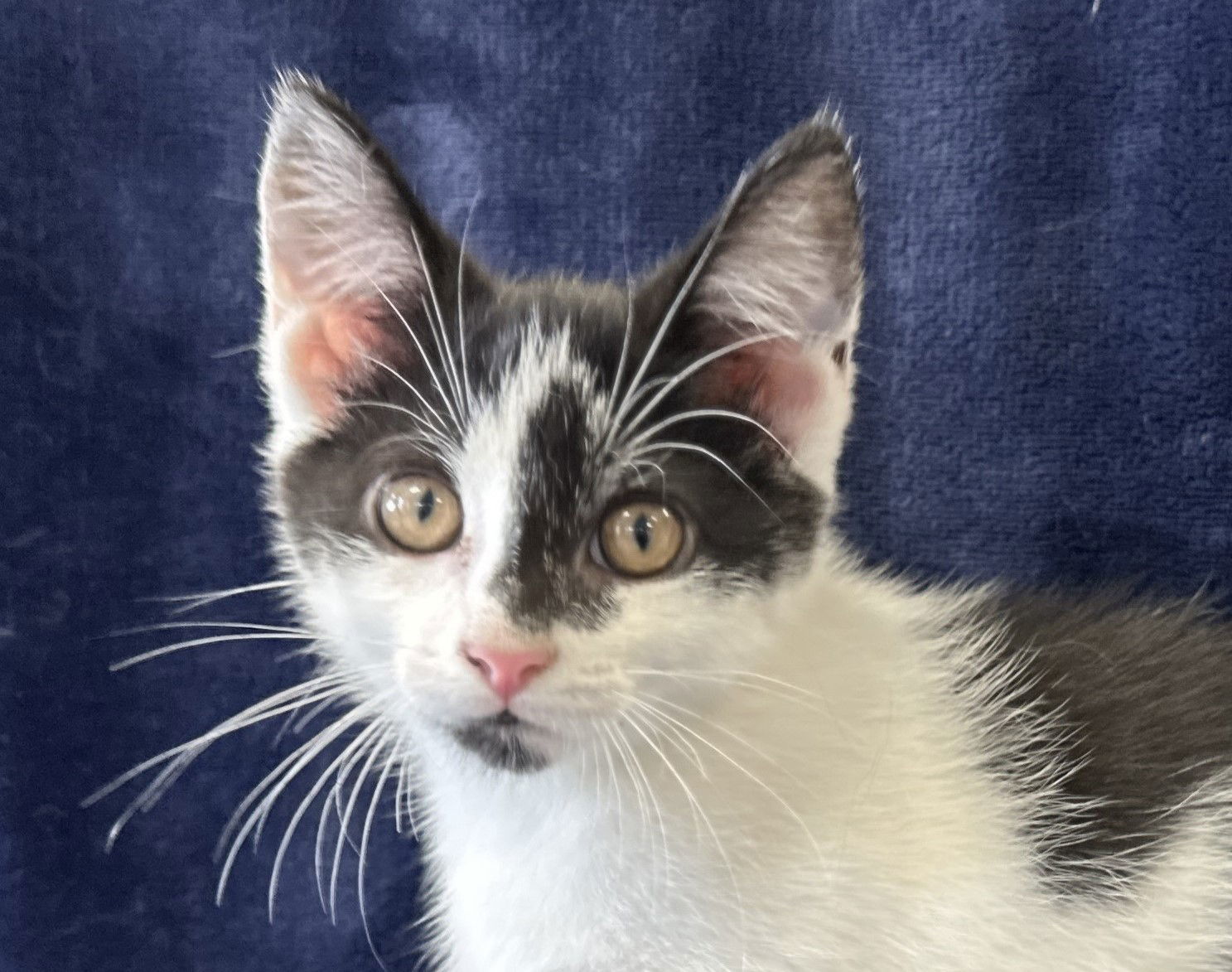 Calvin - MEET ME @ PETCO 7/5!