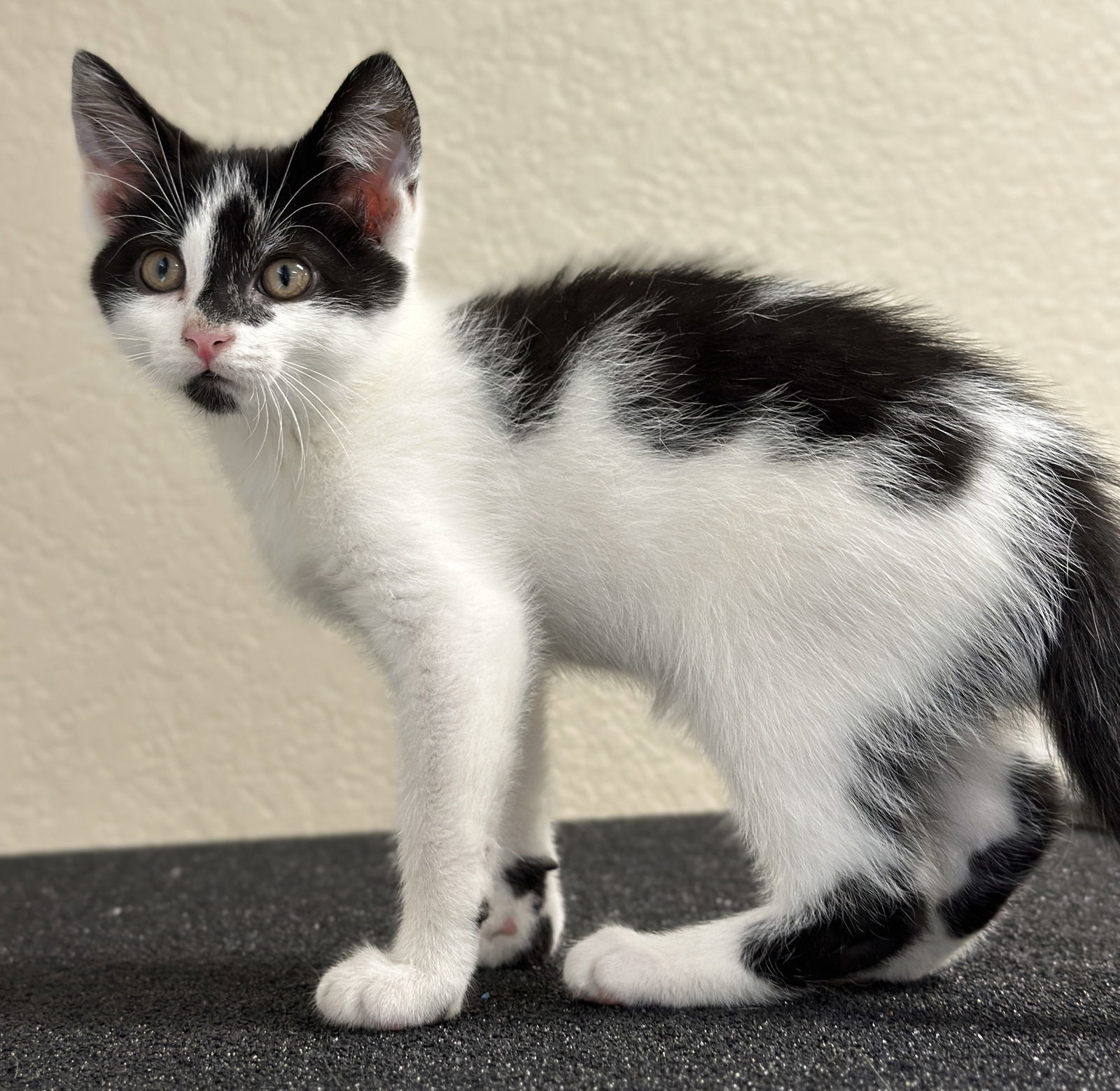 Calvin - MEET ME @ PETCO 7/5!